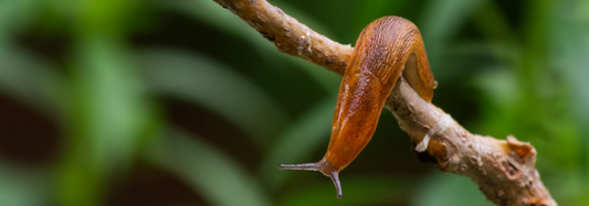 benefits of slugs and snails in garden