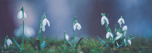 Early Blooming Plants, Bulbs and Trees for Northern Gardeners - World's Coolest Rain Gauge Co.