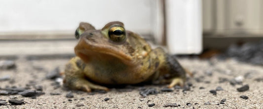 Helping Garden Toads Live Their Best Life - World's Coolest Rain Gauge Co.