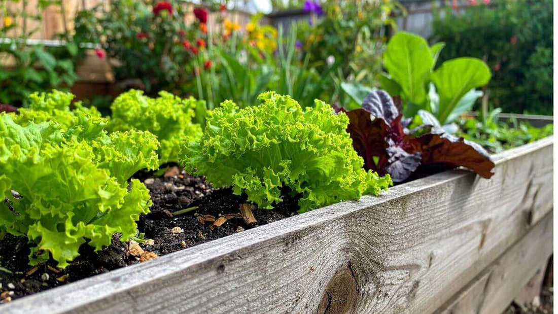 Raised bed vegetable garden
