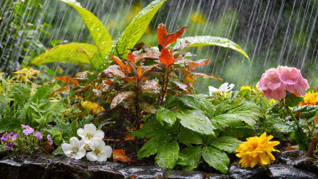 10 Rainfall Measurement Mistakes Gardeners Make - World's Coolest Rain Gauge Co.