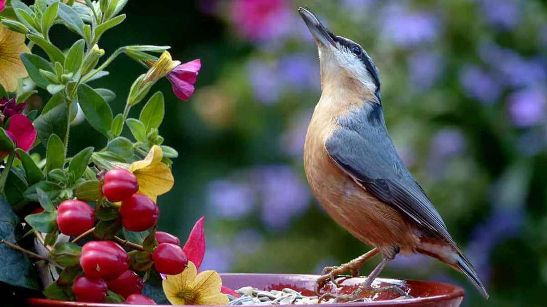 12 Little-Known Ways to Attract Birds to Your Garden Without a Bird Feeder - World's Coolest Rain Gauge Co.