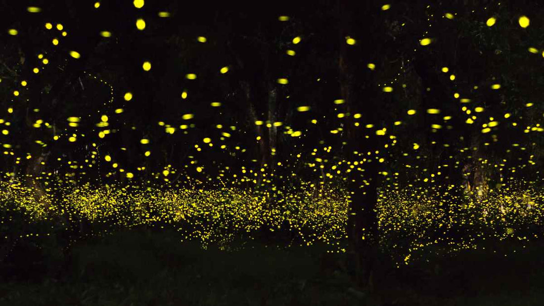 person standing amongst fireflies