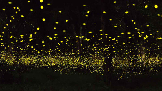 person standing amongst fireflies