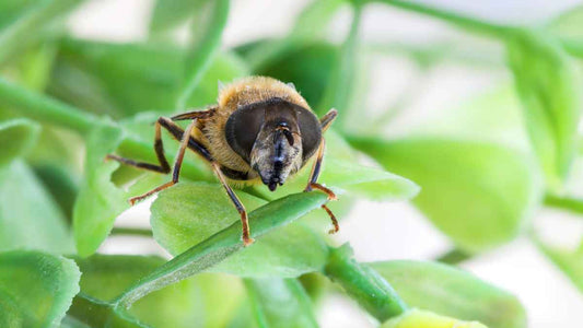 beneficial insect on green leaves