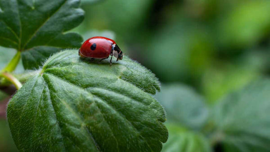 ladybug on green leaf