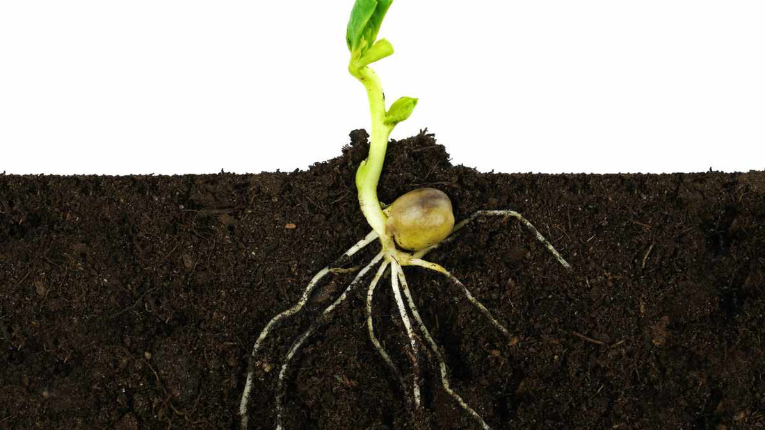 seed germinating in soil