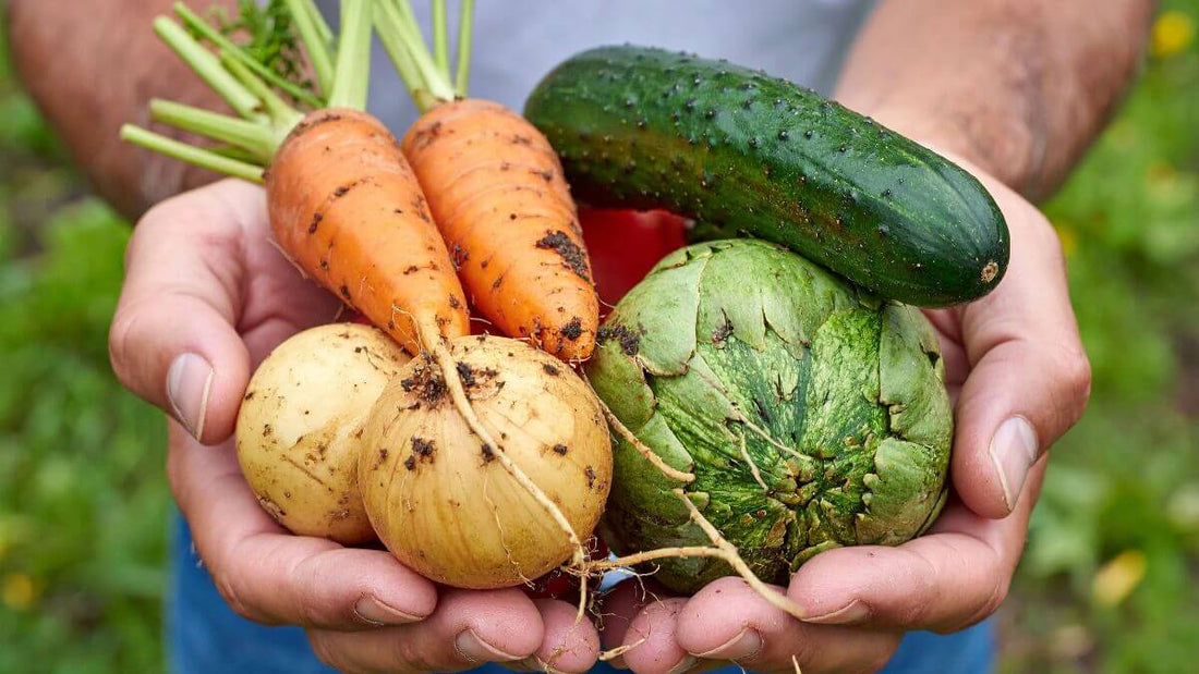 hands holding fresh garden vegetables
