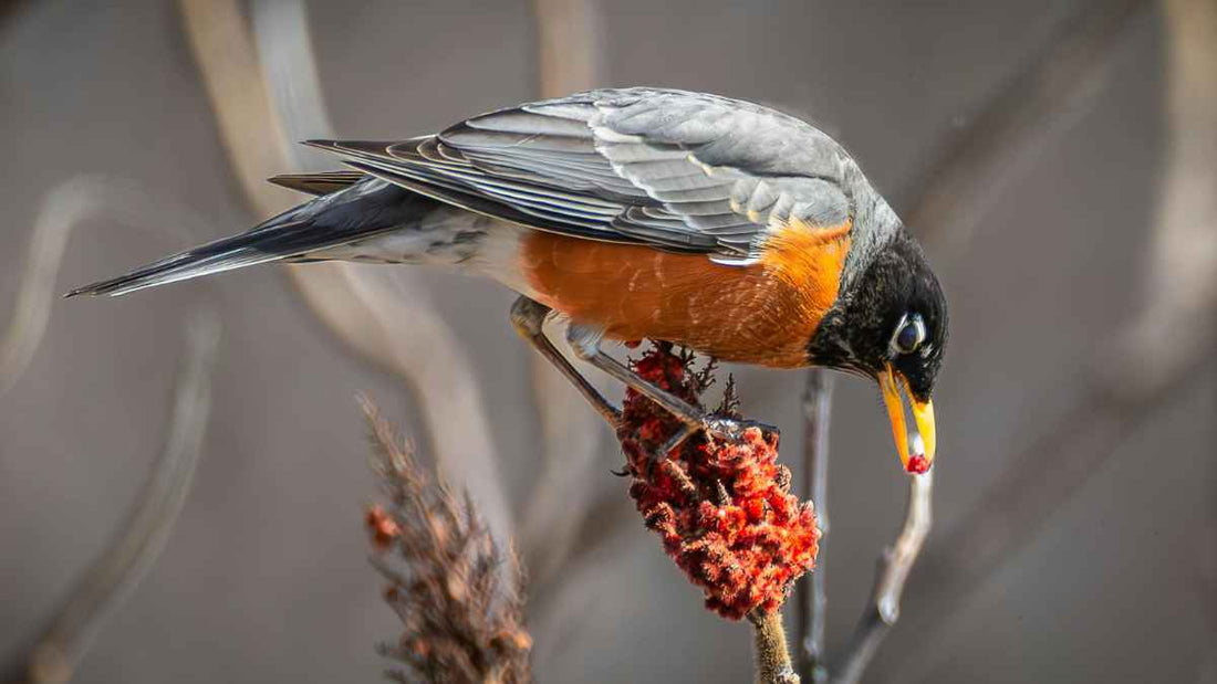 bird eating seed