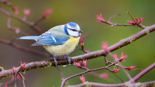 small bird on branch