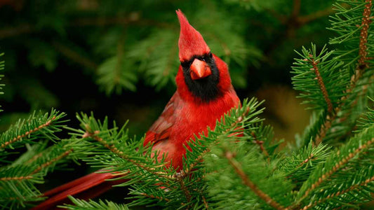 cardinal in evergreen tree