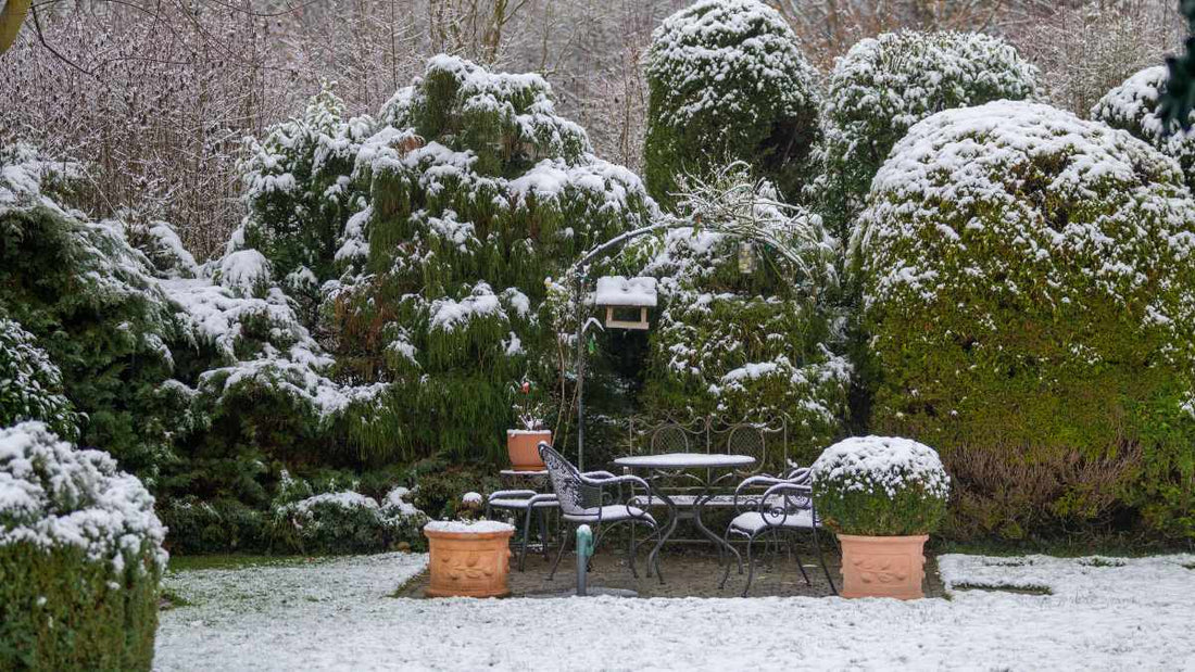 snow covered shrubbery