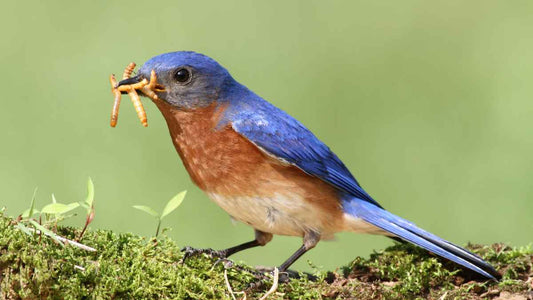 Birds and Pollinators: How to Create a Backyard Habitat That Supports Both