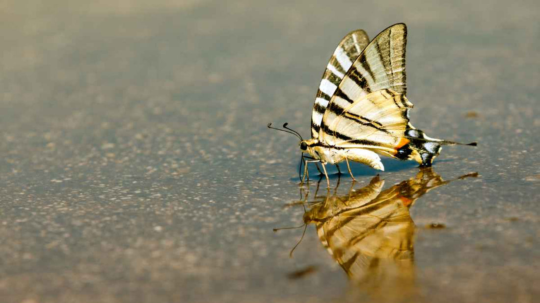 butterfly drinking from puddle