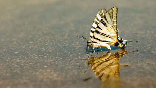 butterfly drinking from puddle