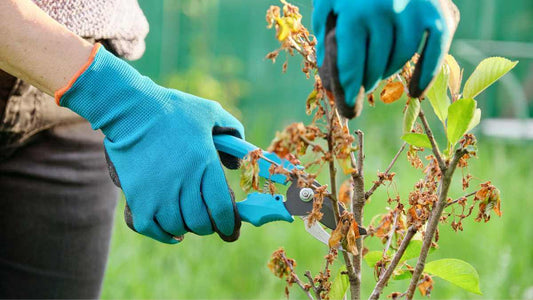 pruning dead wood from a shrub