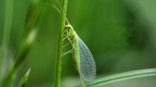 green lacewing on stem