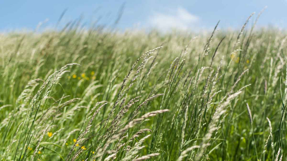 lush grass going to seed
