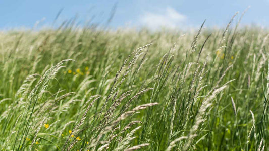 lush grass going to seed