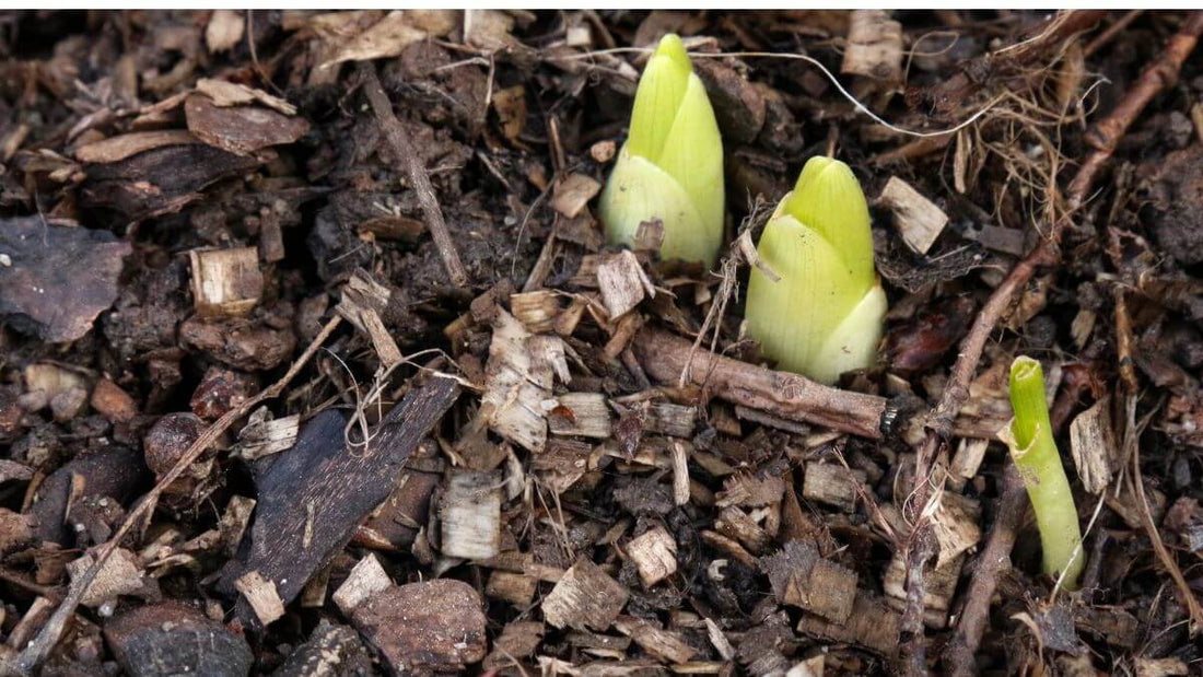 Small plants breaking dormancy in a garden