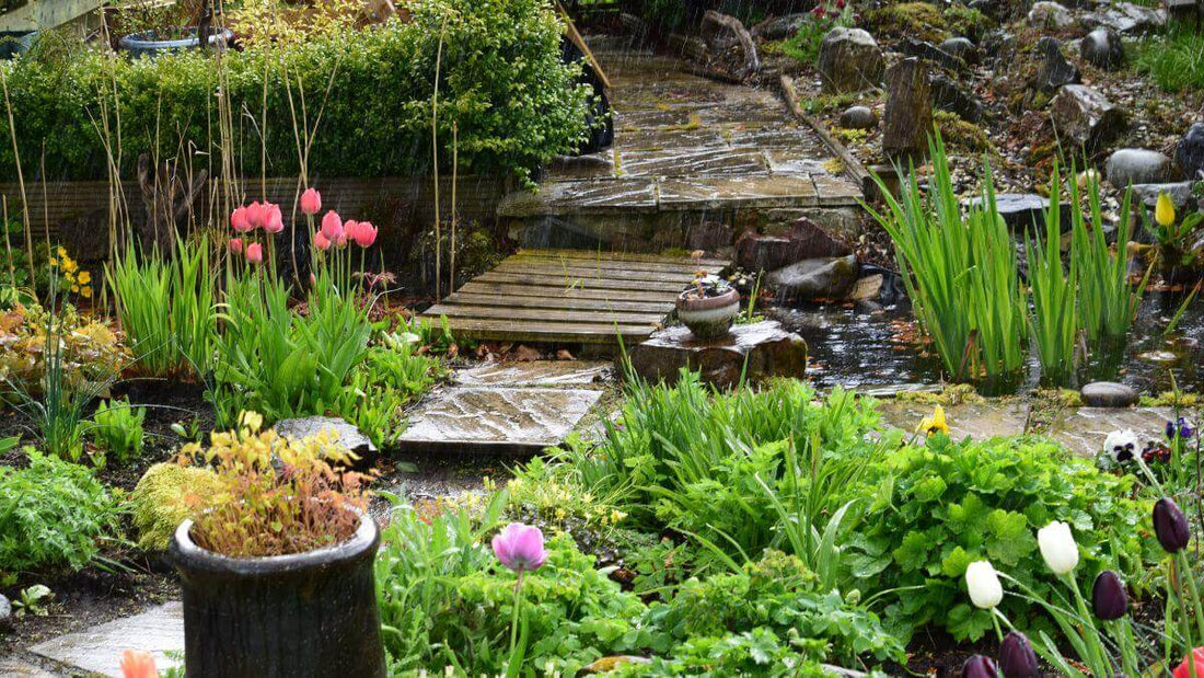 healthy backyard plants and lawn