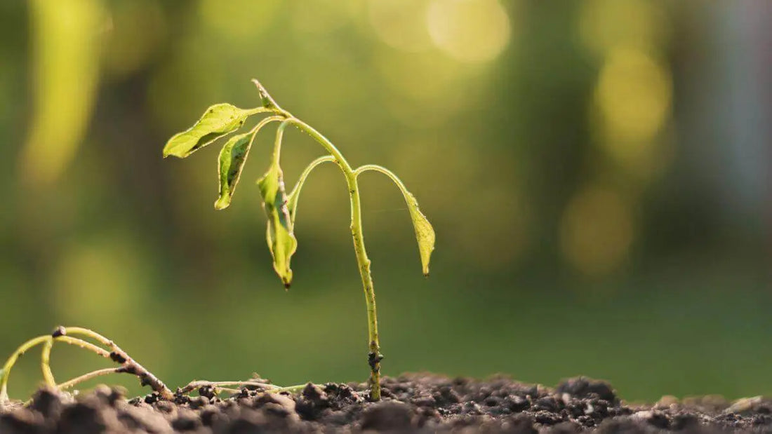 wilting plant in soil