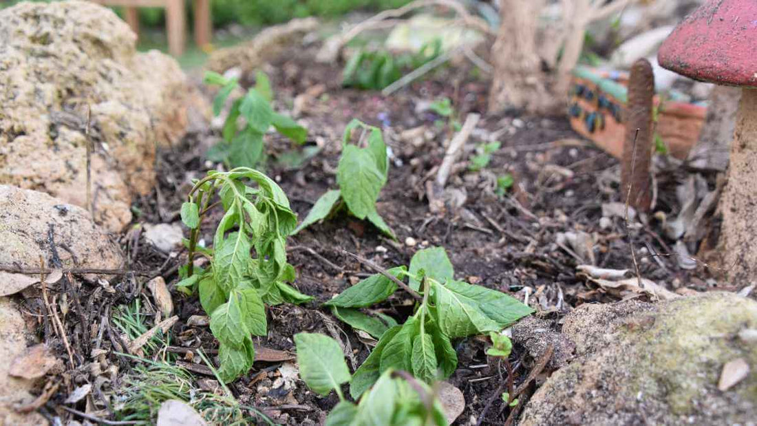 heat stressed plants