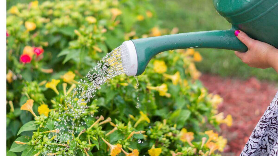 woman using a watering can in garden