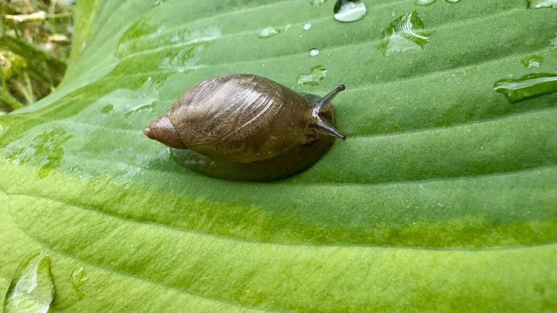 garden snail on leaf