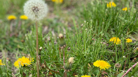 Are Dandelions Good for Your Garden? The Surprising Truth About This Common Weed - World's Coolest Rain Gauge Co.