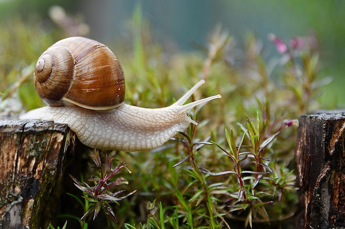 snail in garden