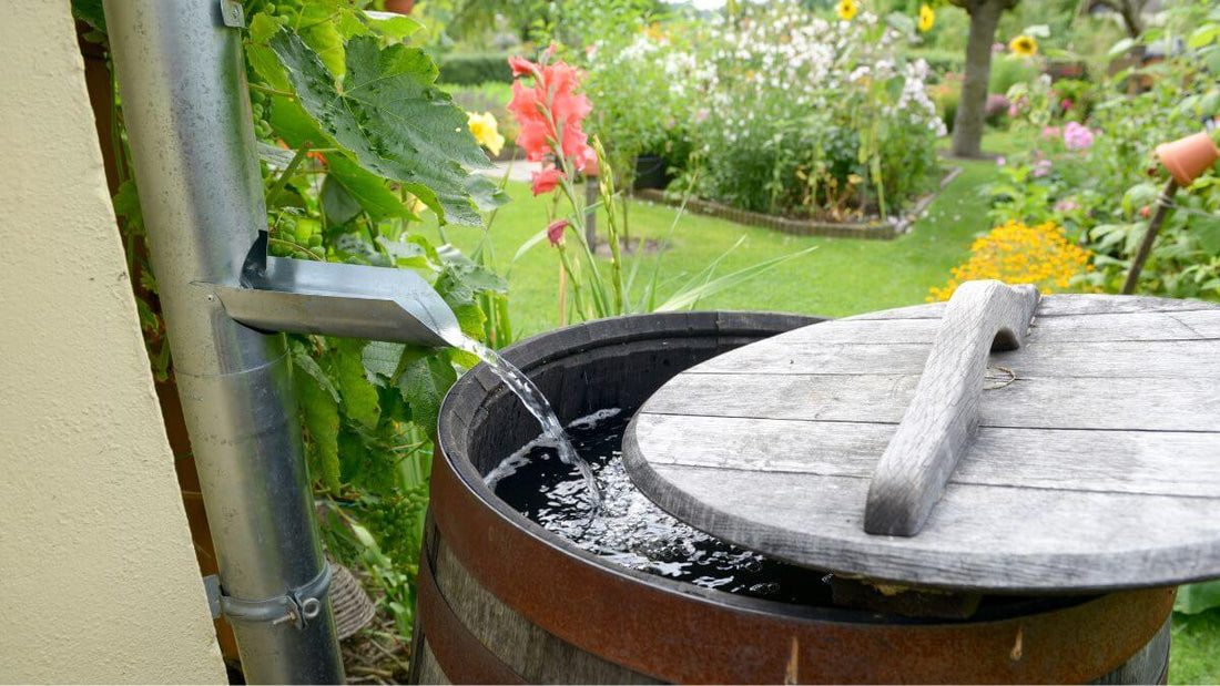 full rain barrel in garden setting