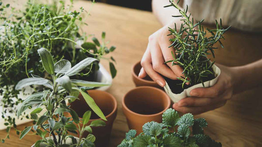 woman planting herbs in pots