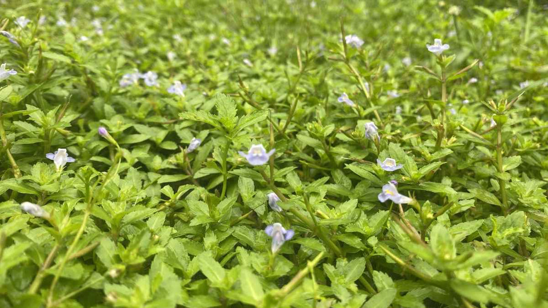 healthy groundcover