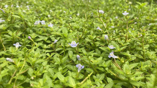 healthy groundcover