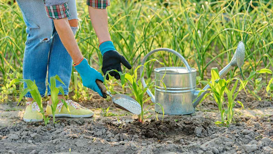 applying fertilizer
