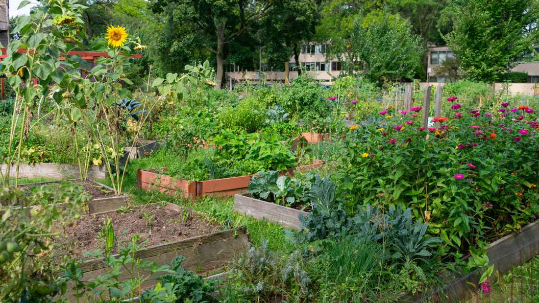 lush vegetable garden