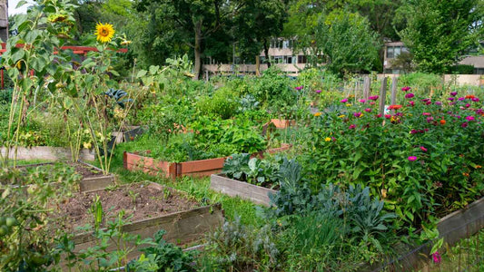 lush vegetable garden