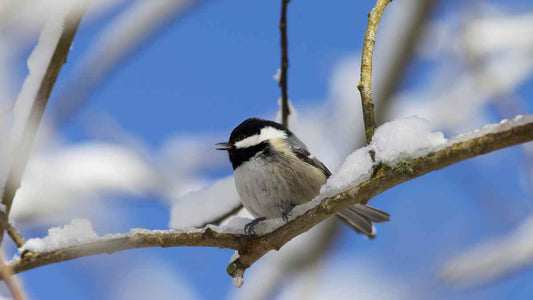 chickadee on snowy branch