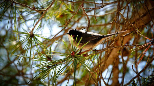 bird in evergreen tree