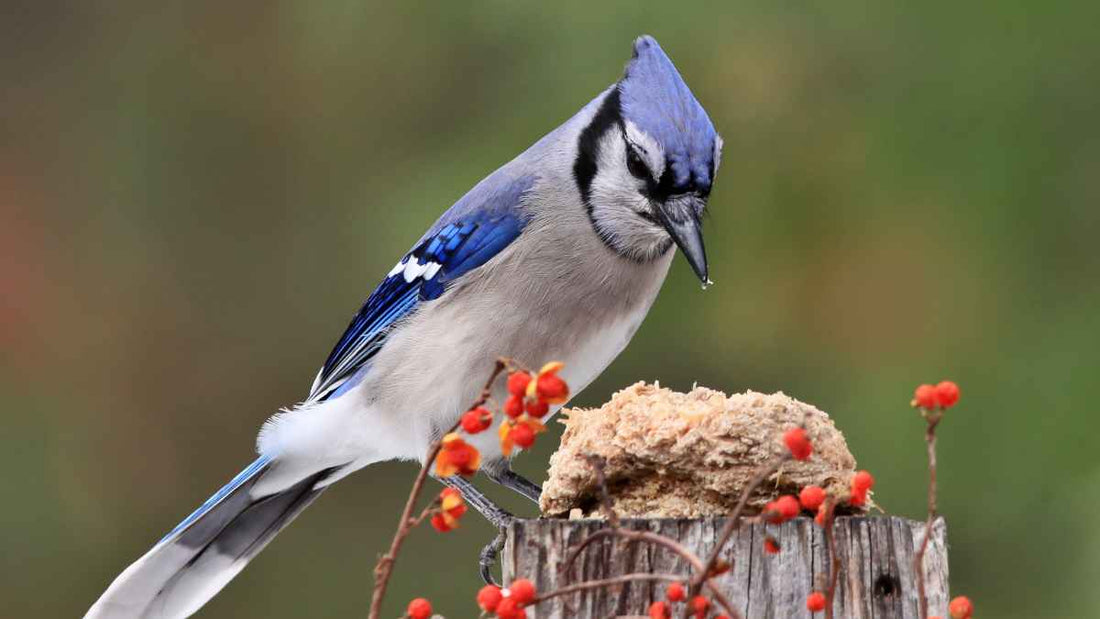 blue jay eating berries