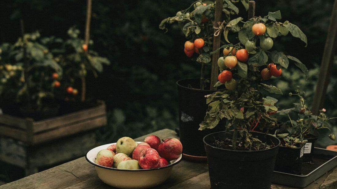 Best Containers for Vegetable Gardening: Grow Bags, Clay Pots, Raised Planters & More - World's Coolest Rain Gauge Co.