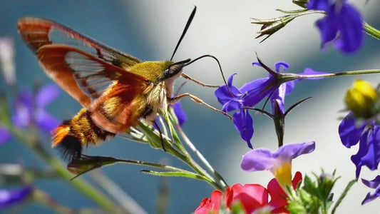 Beyond Bees: Little Known Pollinators In Your Garden - World's Coolest Rain Gauge Co.