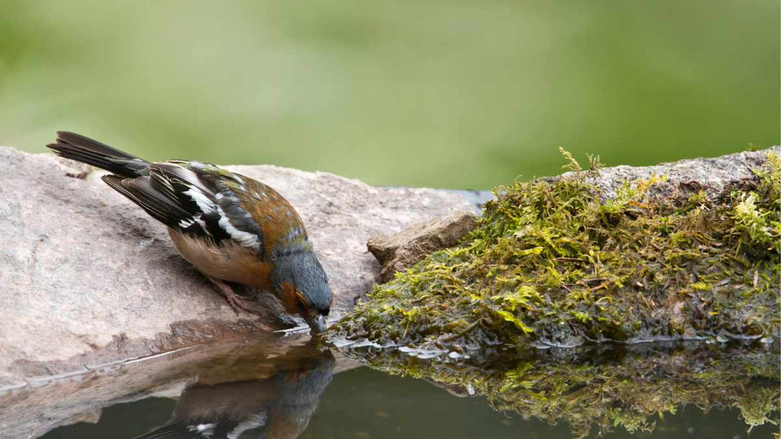 bird sipping water