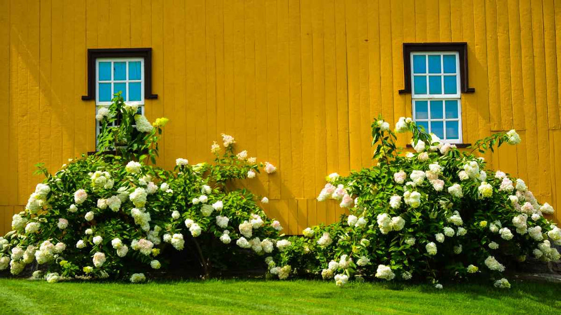foundation plantings