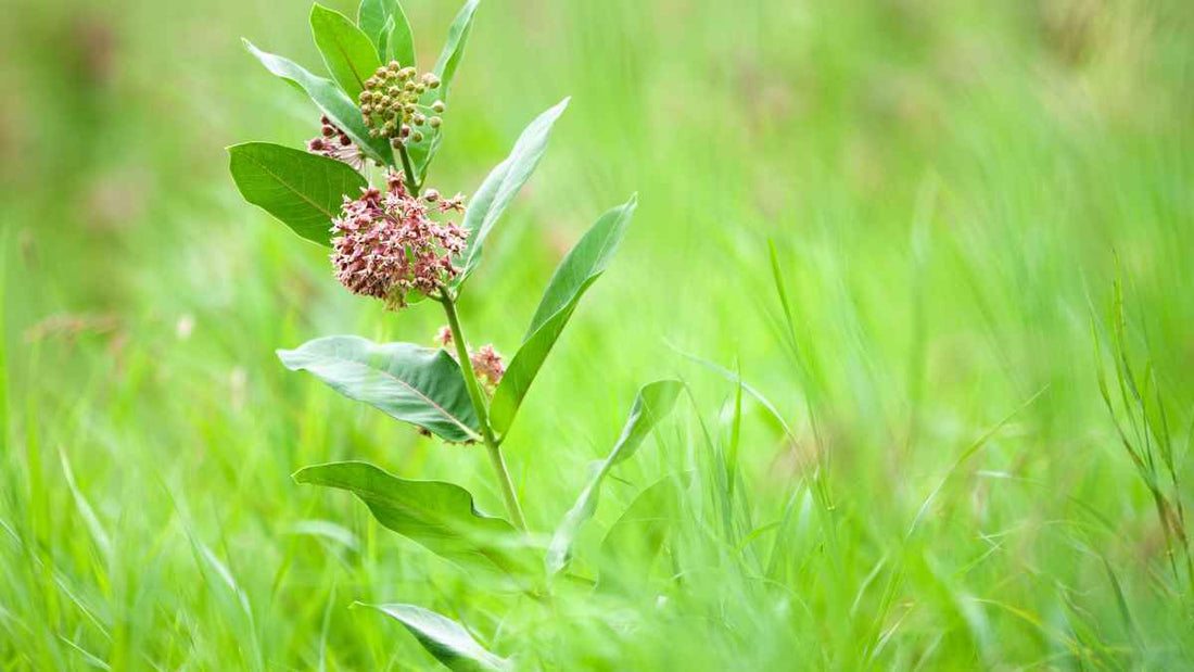 milkweed plant in a meadow
