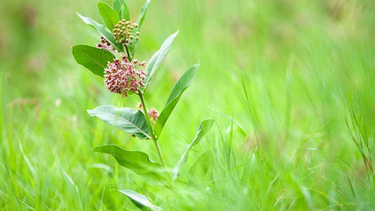 milkweed plant in a meadow