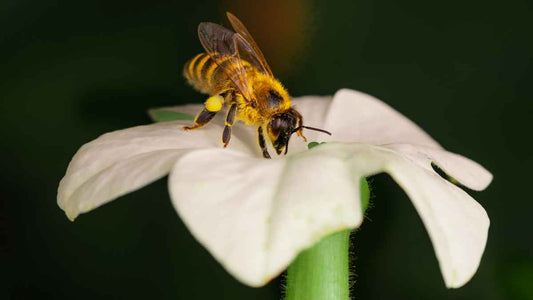 bee on white flower