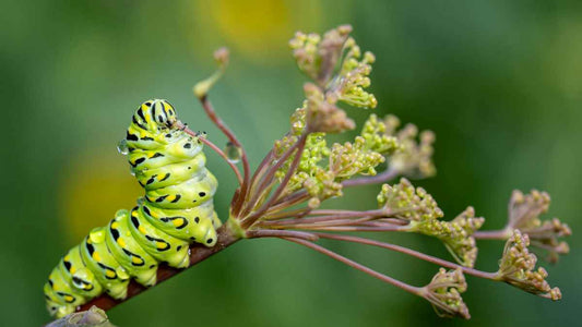 caterpillar on flower