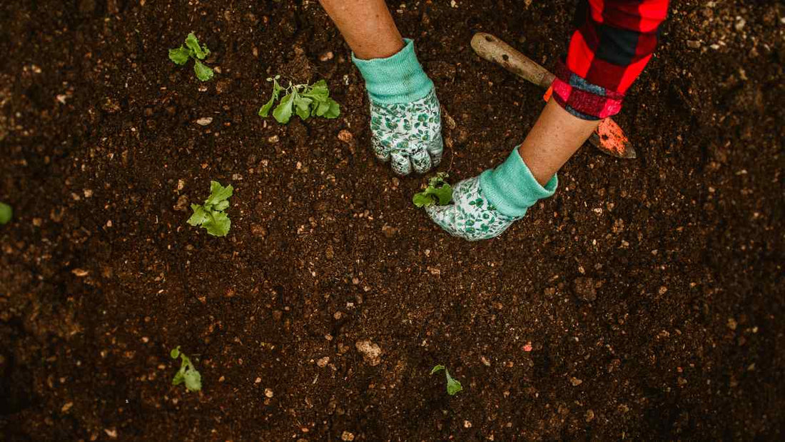 hands planting lettuce seedlings